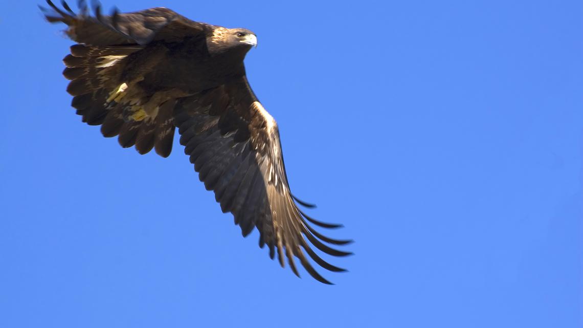 What's Minnesota's largest raptor? Hint: it might not be the bald eagle