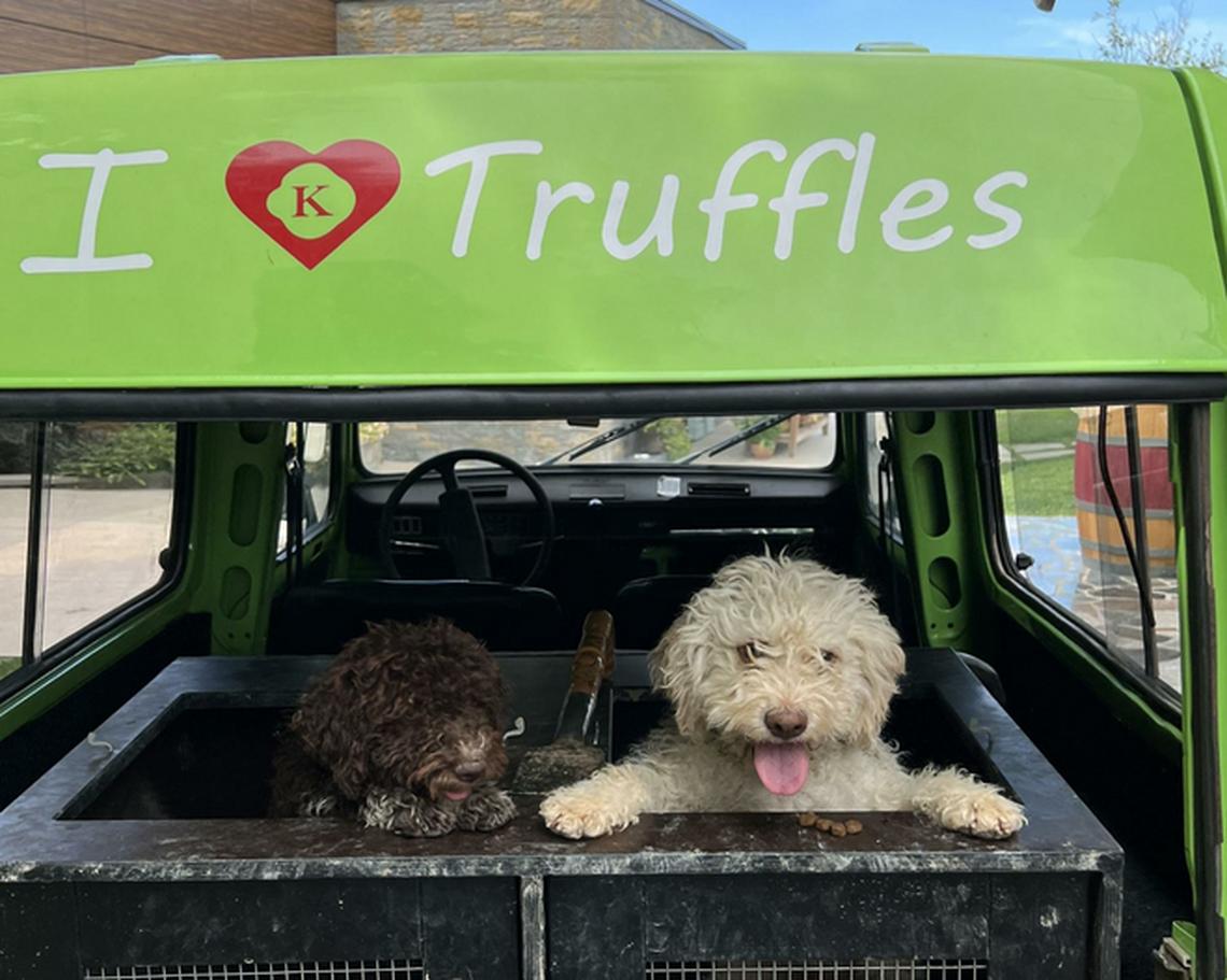 Truffle dogs in the van, ready for the hunt. Photo credit: Karlic Tartufi