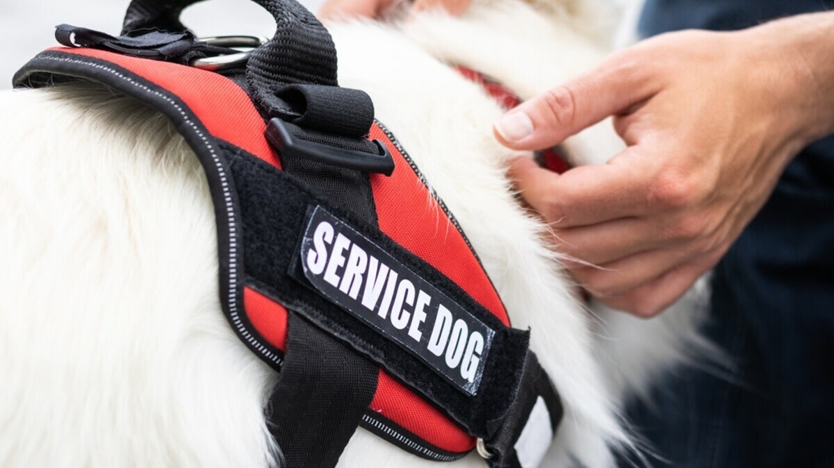 Man petting his service dog.