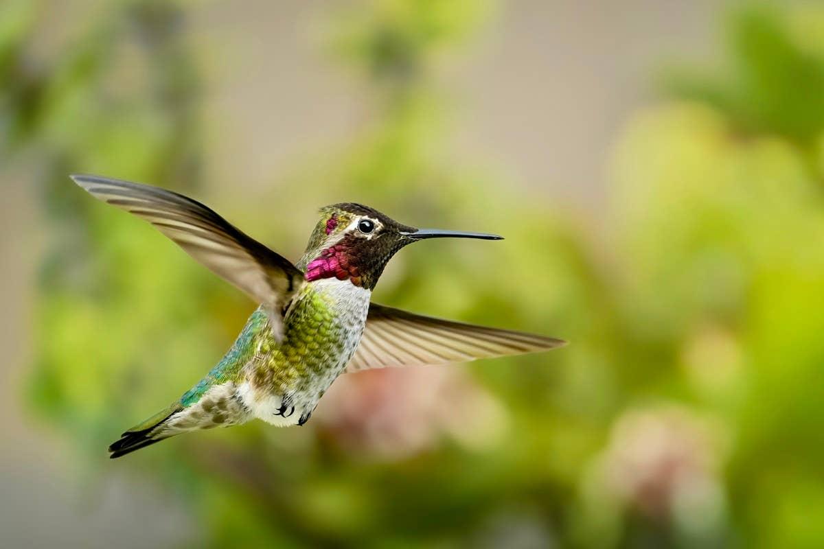  A hummingbird avoiding a garden with flowers its not attracted to.
