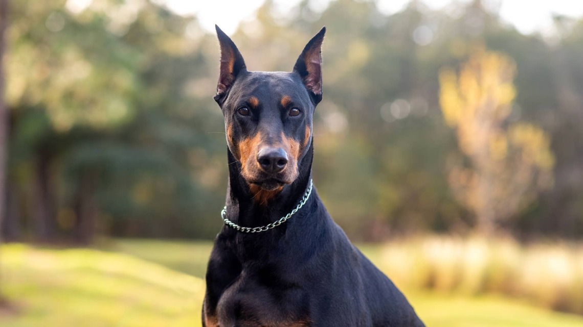 Huge Doberman Goes to the Groomer and Comes Home With the Most Unhinged Photo 