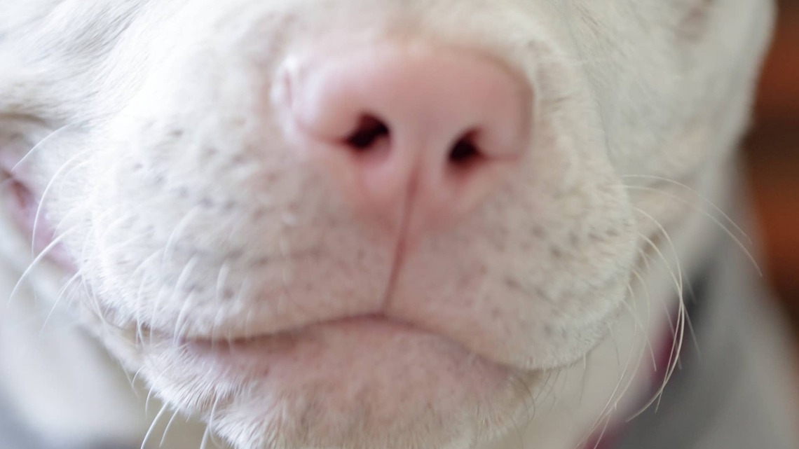 Albino Shih-Tzu Mix With a Human Face Looks Like a Tiny Man Who Knows Your Business 