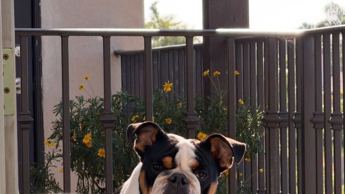Dog drowns at a Santa Barbara dog daycare, now closed