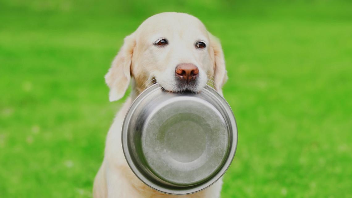 Golden Retriever Turns 1, Gets His Own Food Bowl, and Instantly Starts Chattering With Joy 