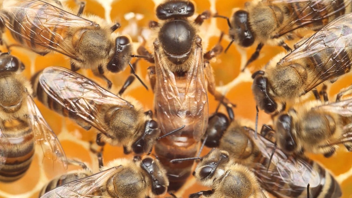 Queen bee on honeycomb surrounded by worker bees. 