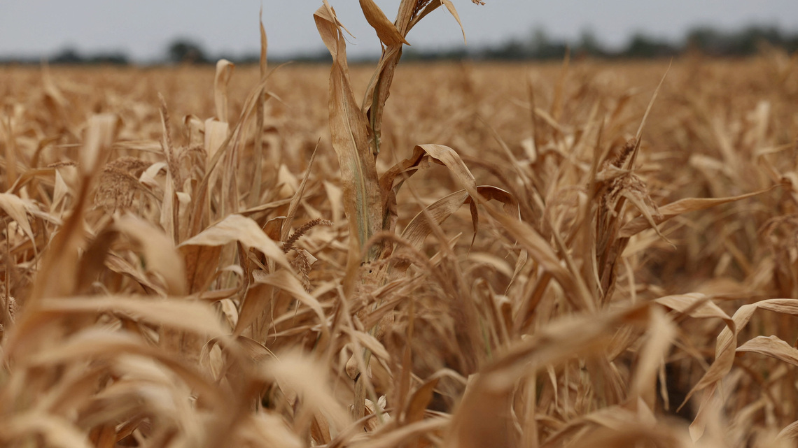 World food prices at highest since 2022 as supply risks mount, FAO says 