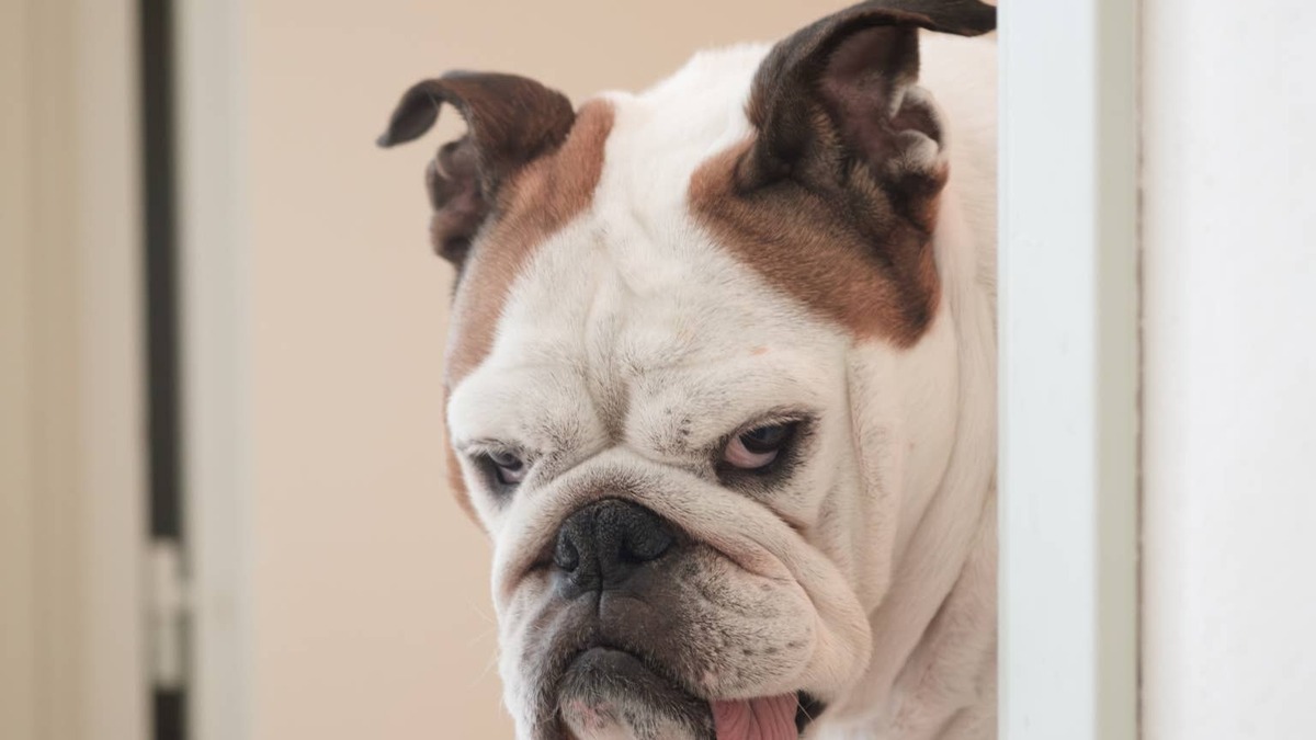 English bulldog giving side eye with tongue sticking out. 
