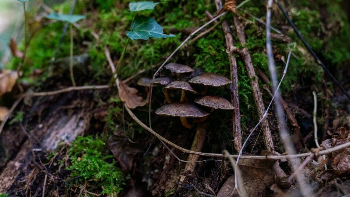 Experts predict ‘spectacular' mushroom season
