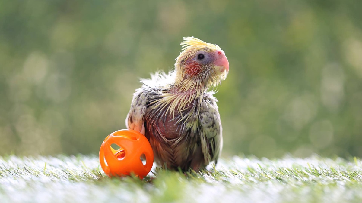 Rescue Conure's Happy Humming Is the Cutest Thing You'll Hear Today