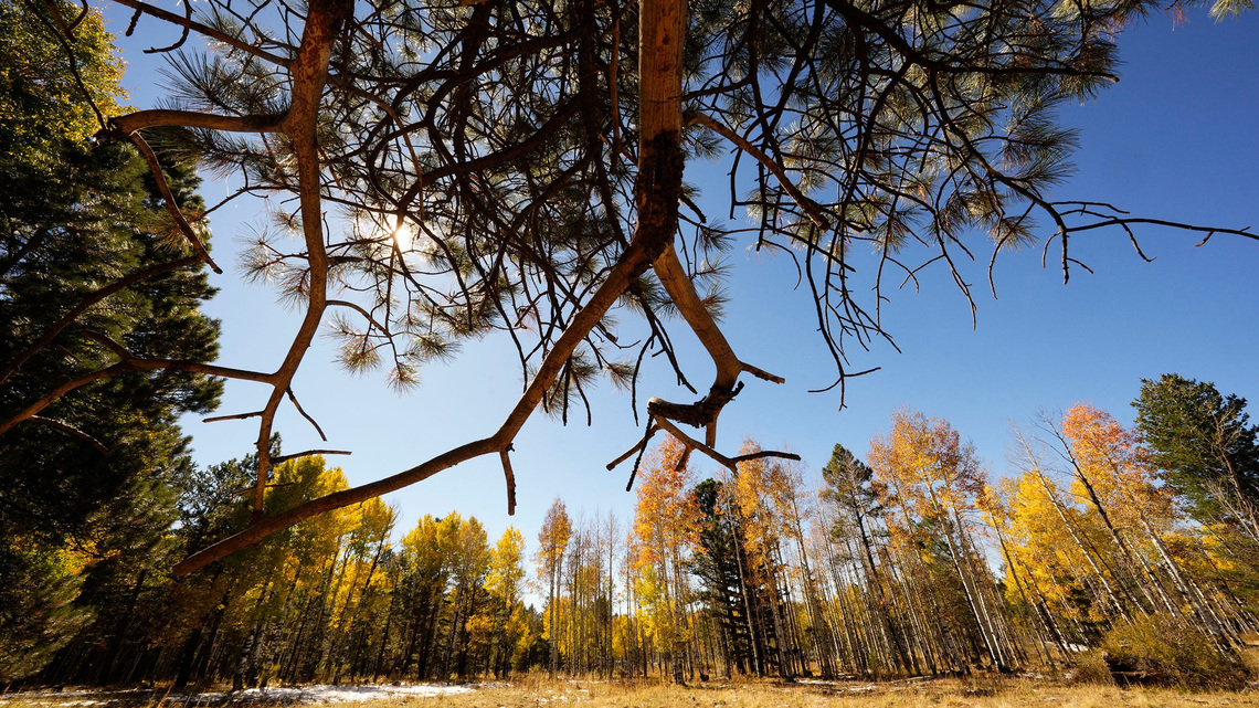 Where is the best Arizona spot to see fall colors? Tell us your pick