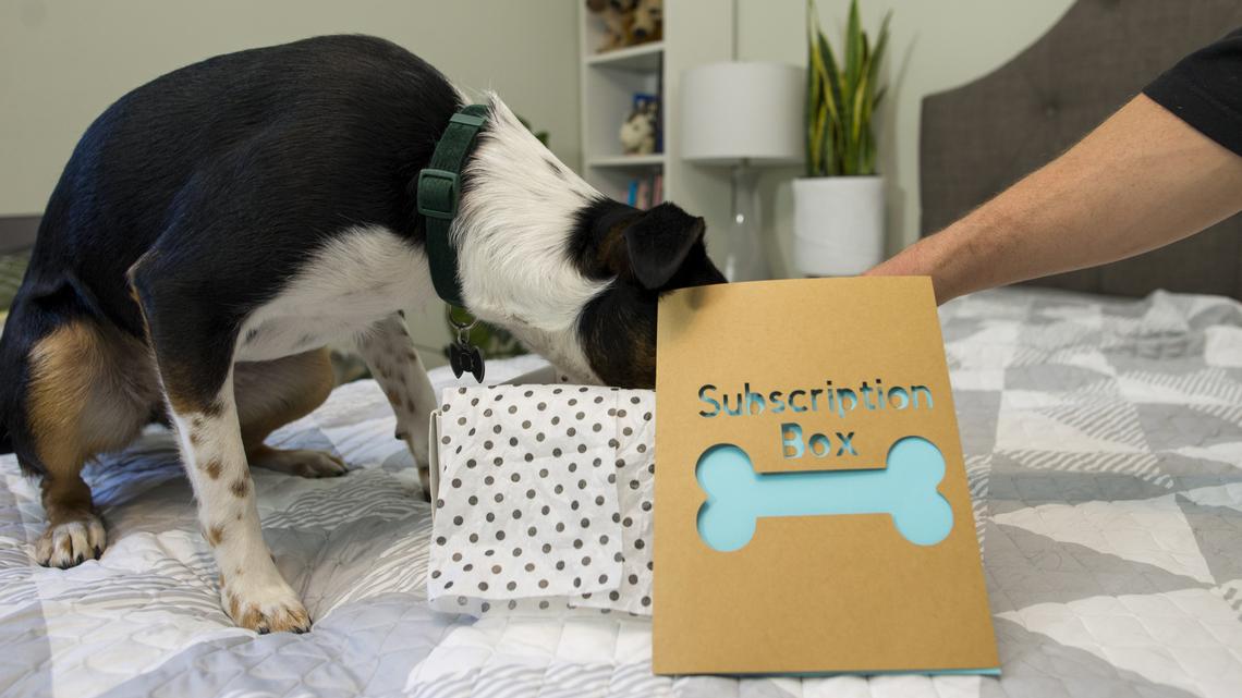 Spoil Your Fur Babies For Less! Pooch Perks Subscription Boxes Are 10% Off With Discount Code 