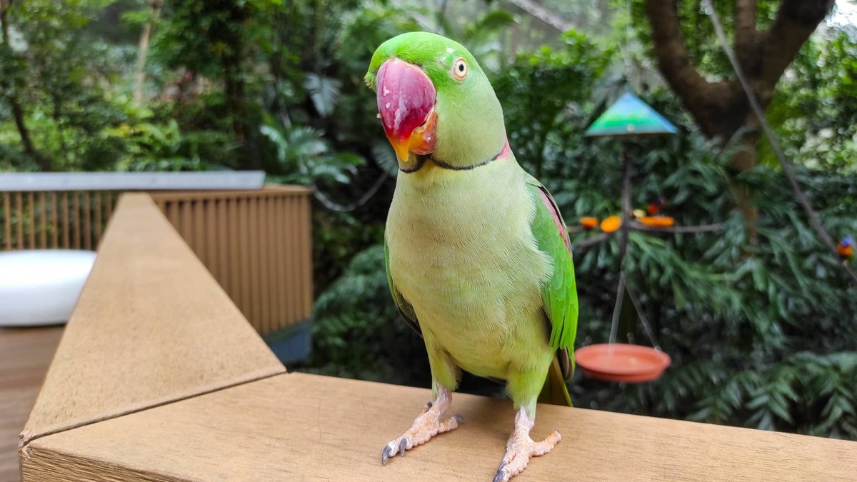 A Ring-Necked Parrot singing.