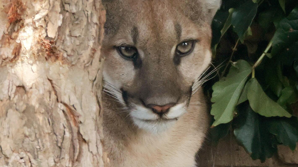 Mountain lions stall plan to build 400 residences on LA golf course