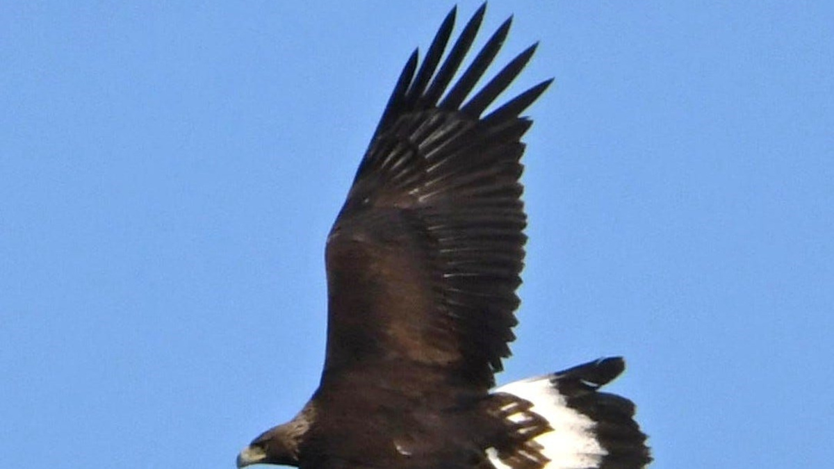 Meet the golden eagle and learn how to spot one | Opinion