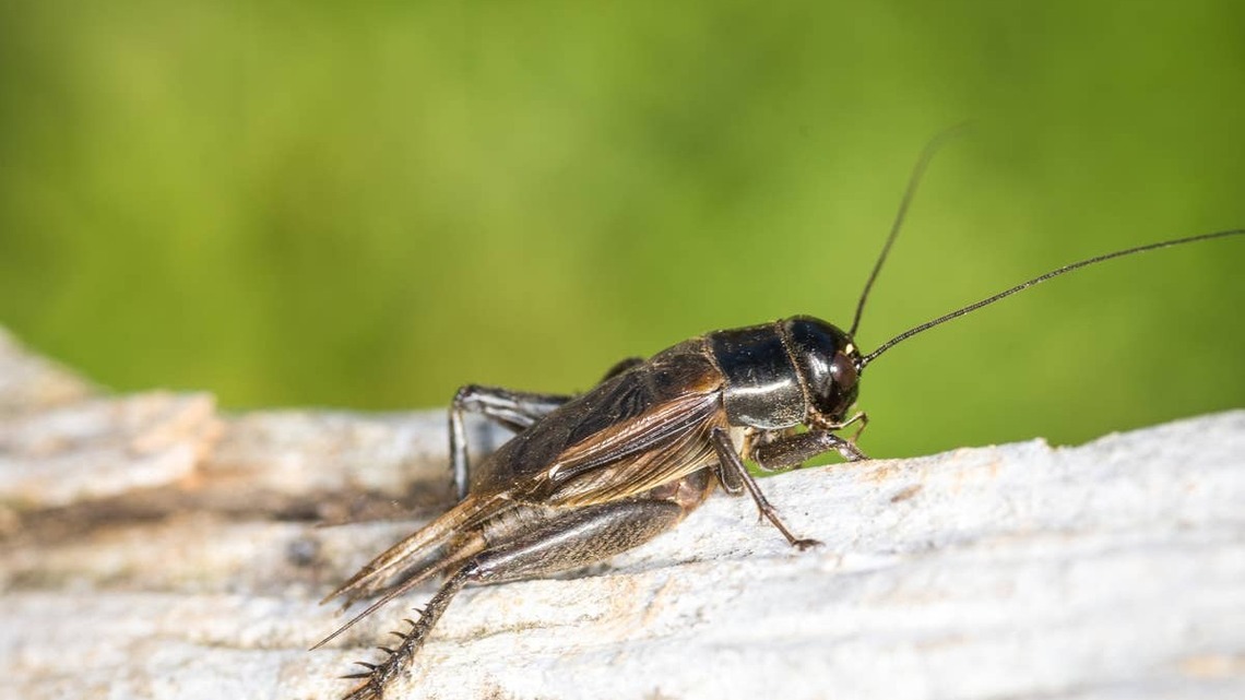 If You Hear Crickets Chirping at Night Near Your Home, This Is What It Means According to Experts 