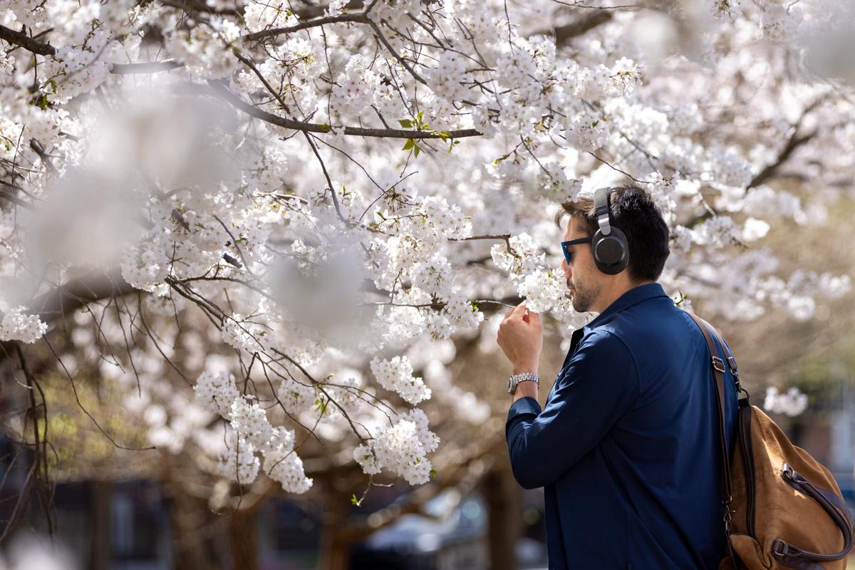 A man takes in tree blossoms in March.