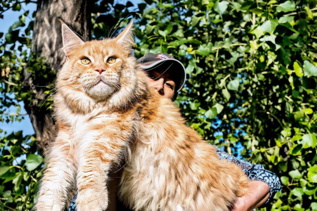  Woman holding a big Maine Coon cat in her arms. 