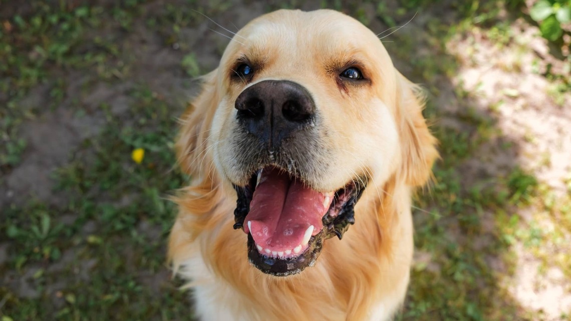 Sweet Golden Retriever Watches Baby Birds Like He's Ready to Be Their Dad 