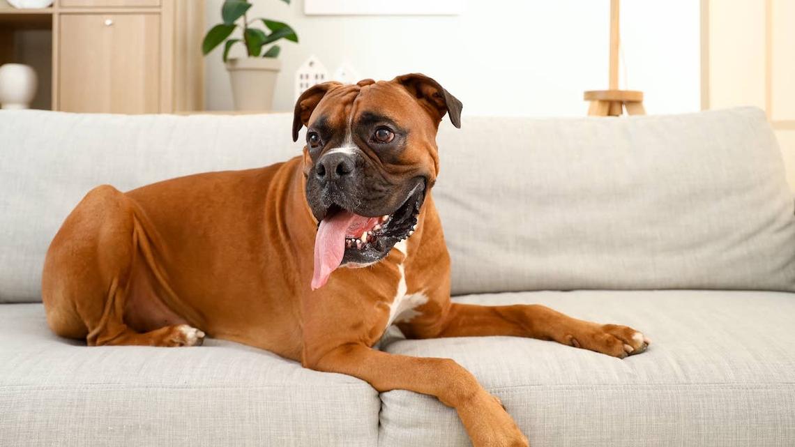 Boxer dog on couch. 