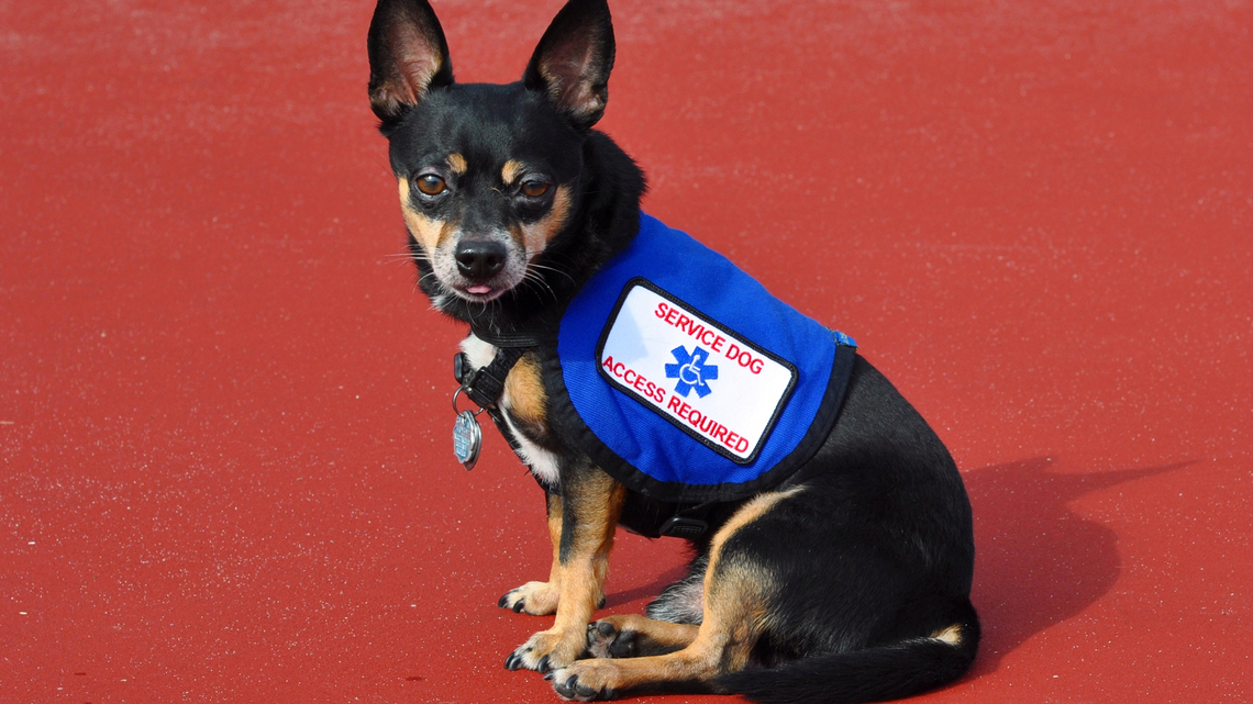 Advocates sound alarm on fake service dogs. ‘The laws are vaguely written' 