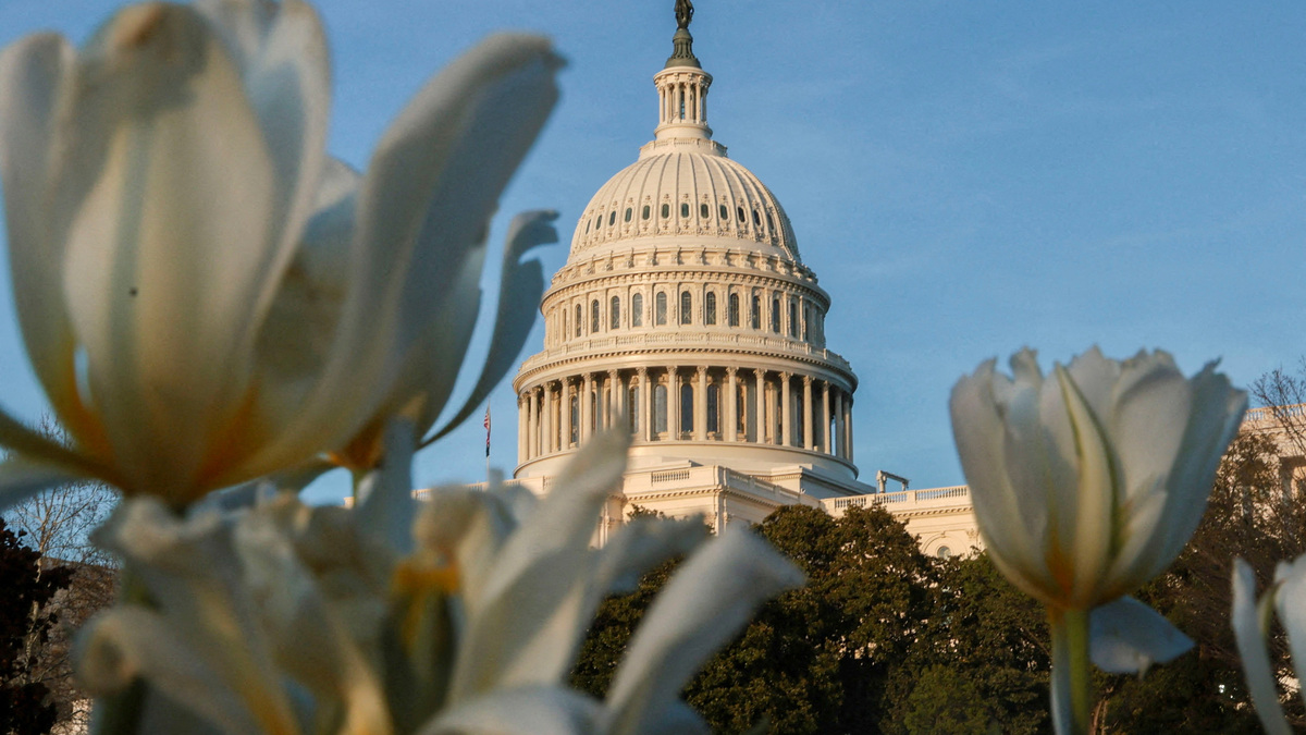 FILE PHOTO: Tulips bloom near the U.S. Capitol during sunset in Washington, D.C., U.S., April 8, 2026. REUTERS/Jessica Koscielniak/File Photo
