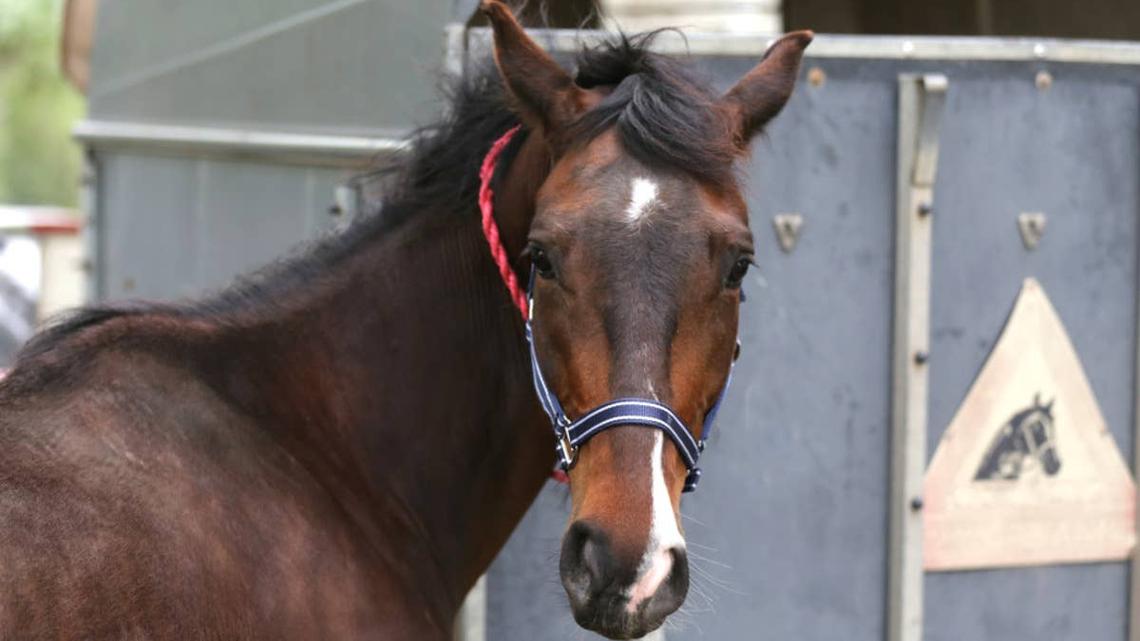 This Horse's Over-the-Top Tantrum Has the Internet Cracking Up 