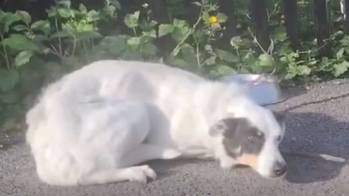 Screenshot from a May 28 Facebook video of an employee discovering a dog left outside a rescue organization, abandoned with nothing but a note and water bowl. 