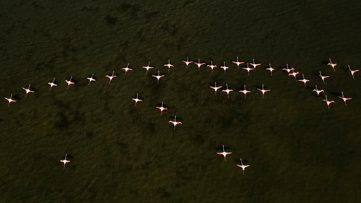 A drone view shows flamingos at the Vjosa-Narta Protected Area, where a luxury resort is planned by a company linked to Donald Trump's son-in-law, Jared Kushner, in Zvernec near Vlora, Albania, June 10, 2026. REUTERS/Florion Goga