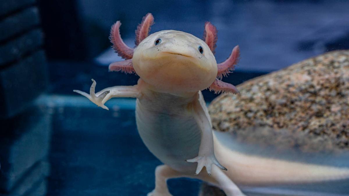 A cute pink axolotl is smiling. 