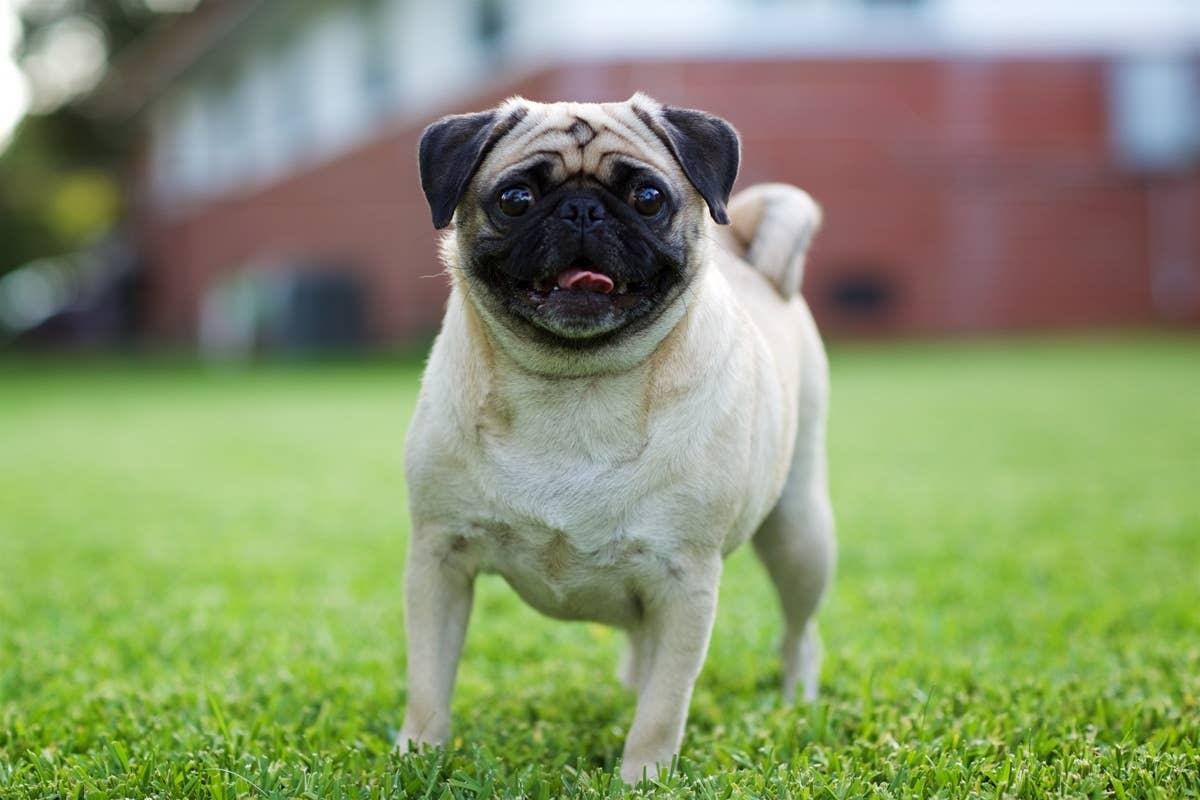  An afffection Pug outside with its single owner.