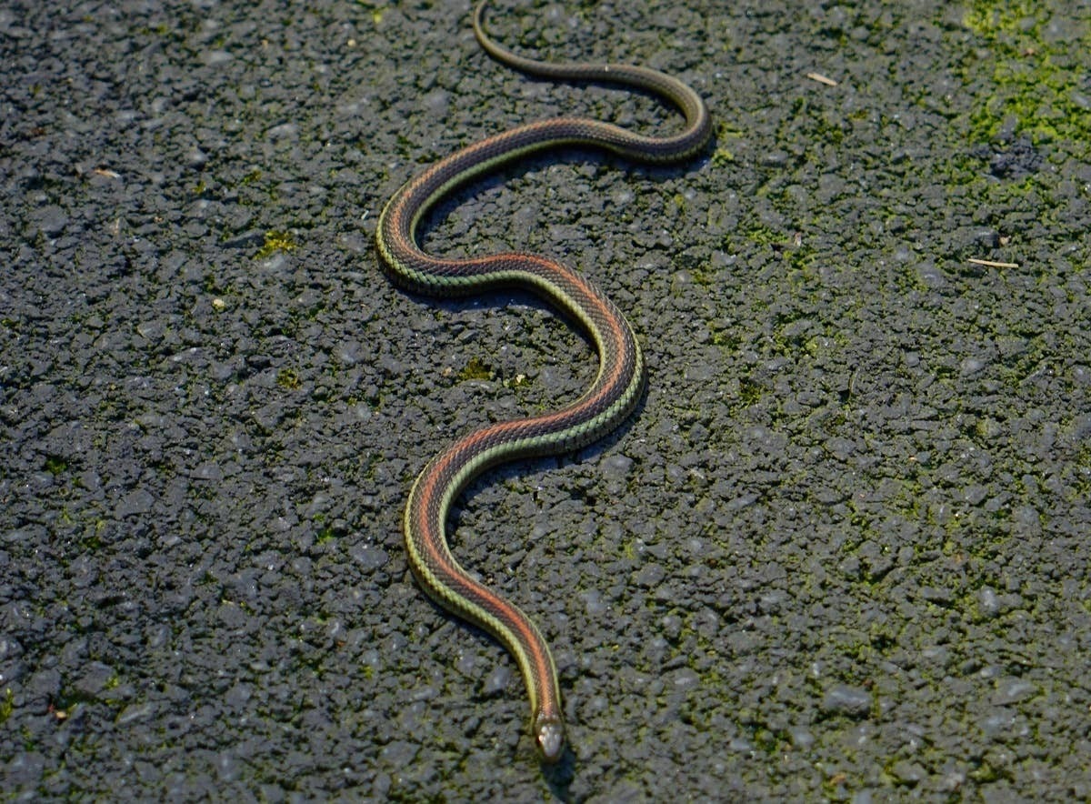  Many people believe these common myths about Oregon snakes.