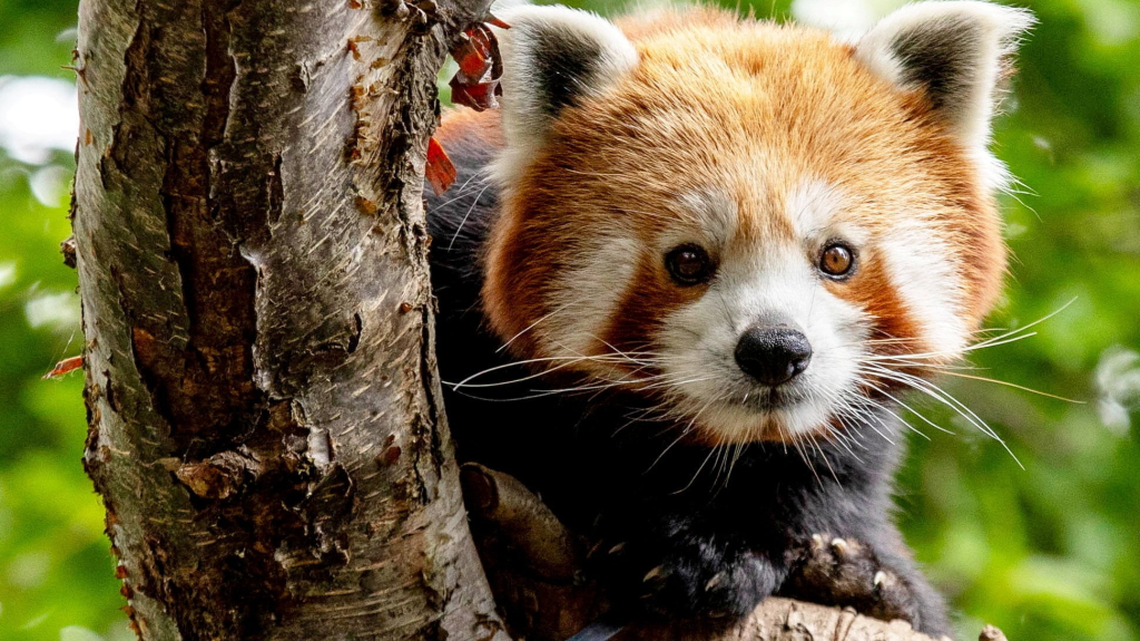 Endangered red panda arrives at zoo