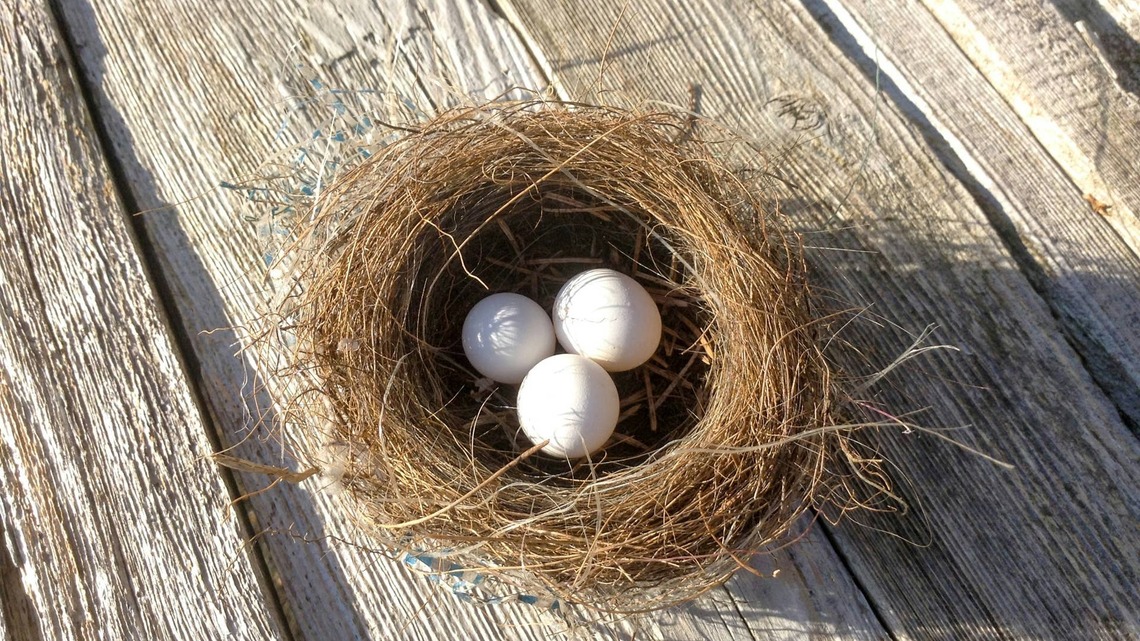 How to Stop Birds From Getting Into Your Garage (And the #1 Thing Not to Do) 