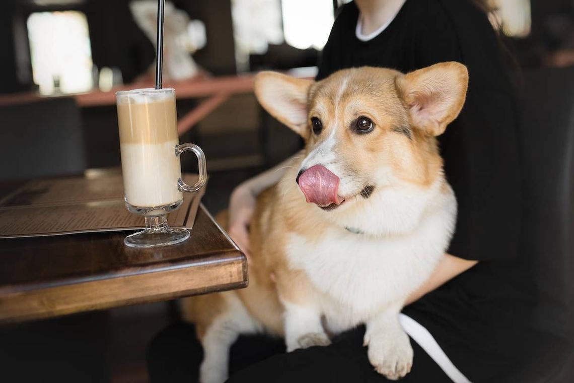  Corgi at a coffee shop. 