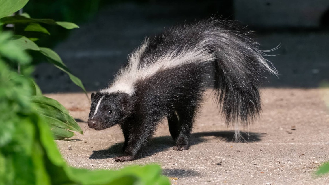 A Curious Skunk Followed a Samoyed Through Jersey City, and the Dog's Reaction Said It All 