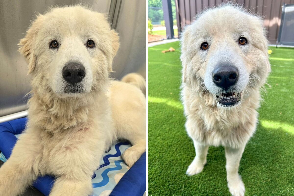  Photos of Dorotha, age 3, is pictured at the SPCA of Wake County after being found wandering the neighborhood following her owner’s death. 