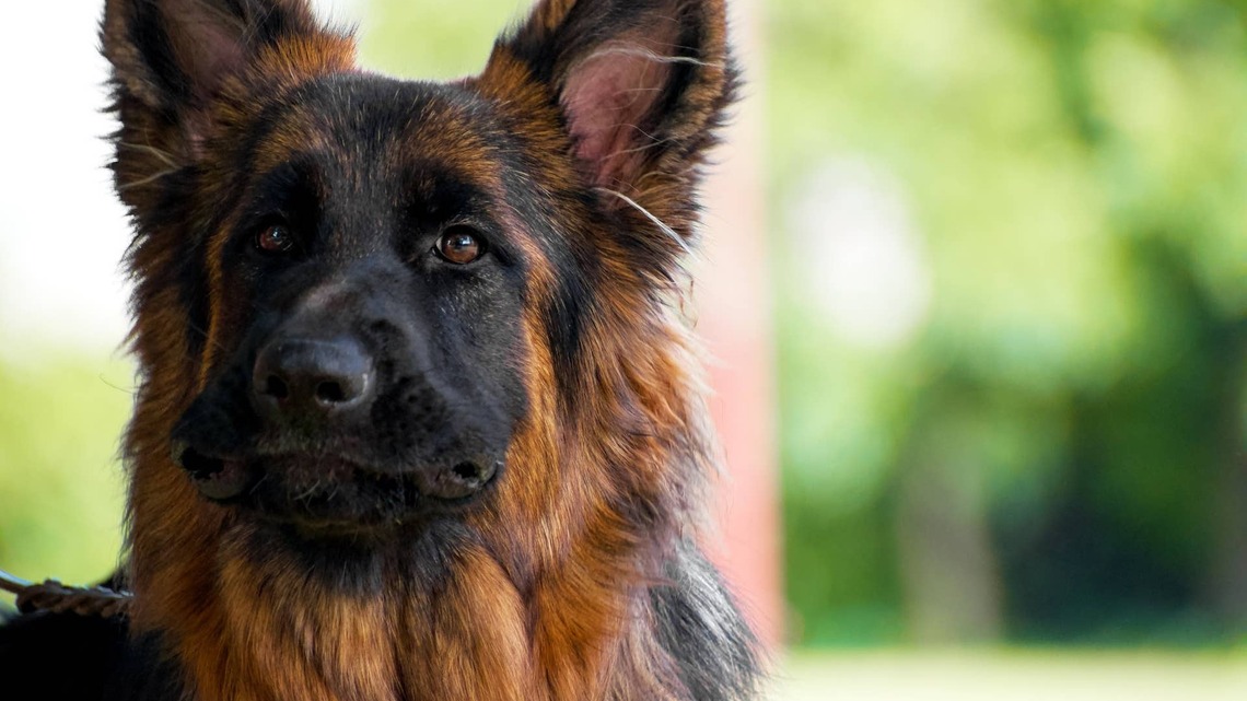Monarch Butterfly Lands on German Shepherd's Face and the Moment Is Pure Magic