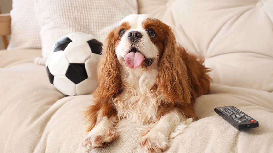 Kong's World Cup Soccer Bears Are the Plush Dog Toys Every Fan Needs Right Now 