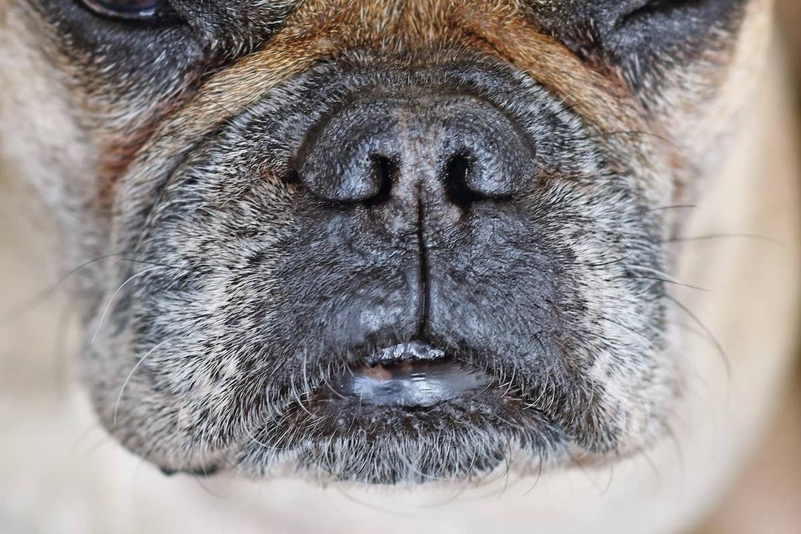  Close up of pug snout.
