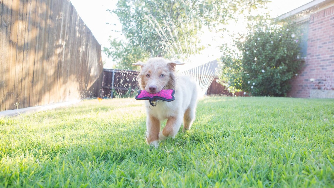 6 Safe Backyard Water Games to Keep Your High-Energy Dog Tired and Cool 
