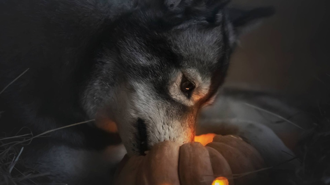 Rare Agouti Husky Looks Like She's Wearing Harry Potter Glasses 