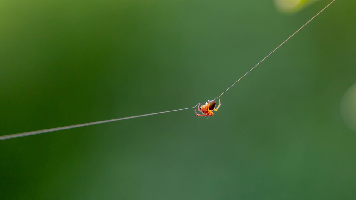 Man's Encounter With a ‘Flying' Spider Goes Hilariously Wrong