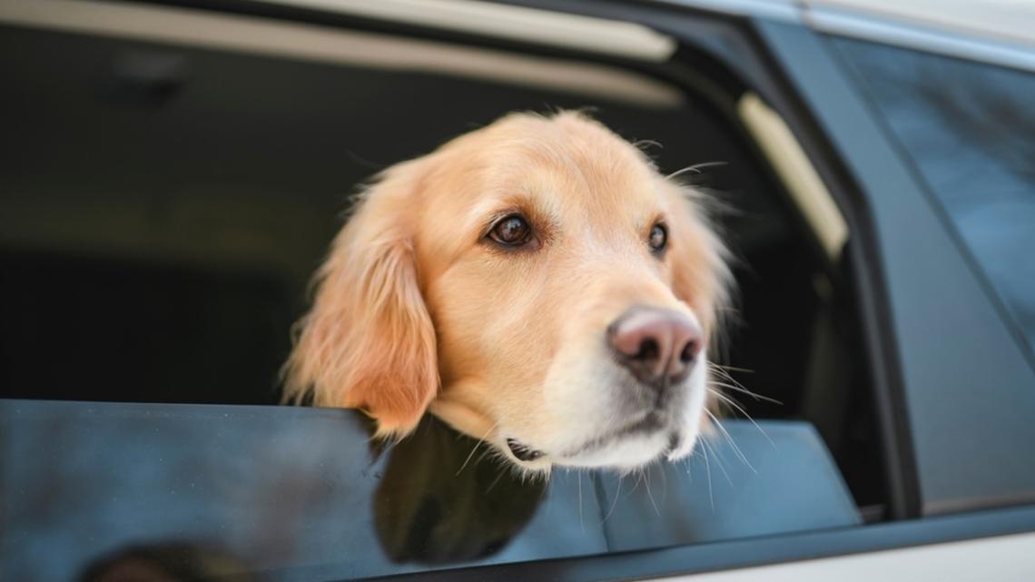Golden Retriever Gives Mom the Most Dramatic Silent Treatment After Being Forced to Leave Grandma's 