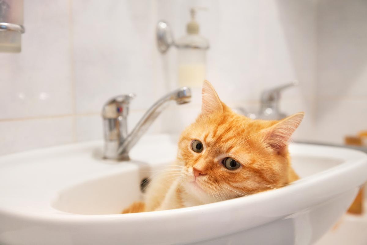  Stock image: a ginger tabby pokes its head out of a sink. 