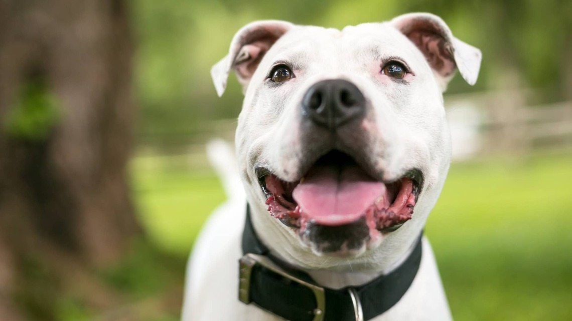 A Georgia Shelter Dog Waited 300 Days for a Home and His New Dad Showed Up With One Very Thoughtful Item 