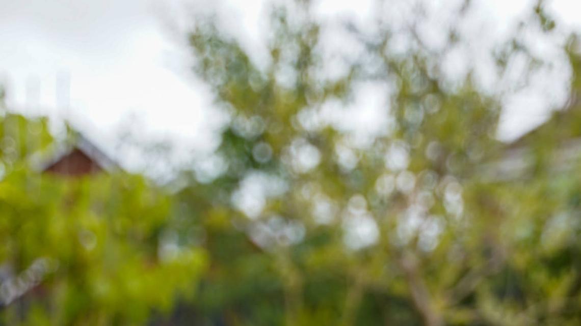 Playful Goldendoodle puppy.