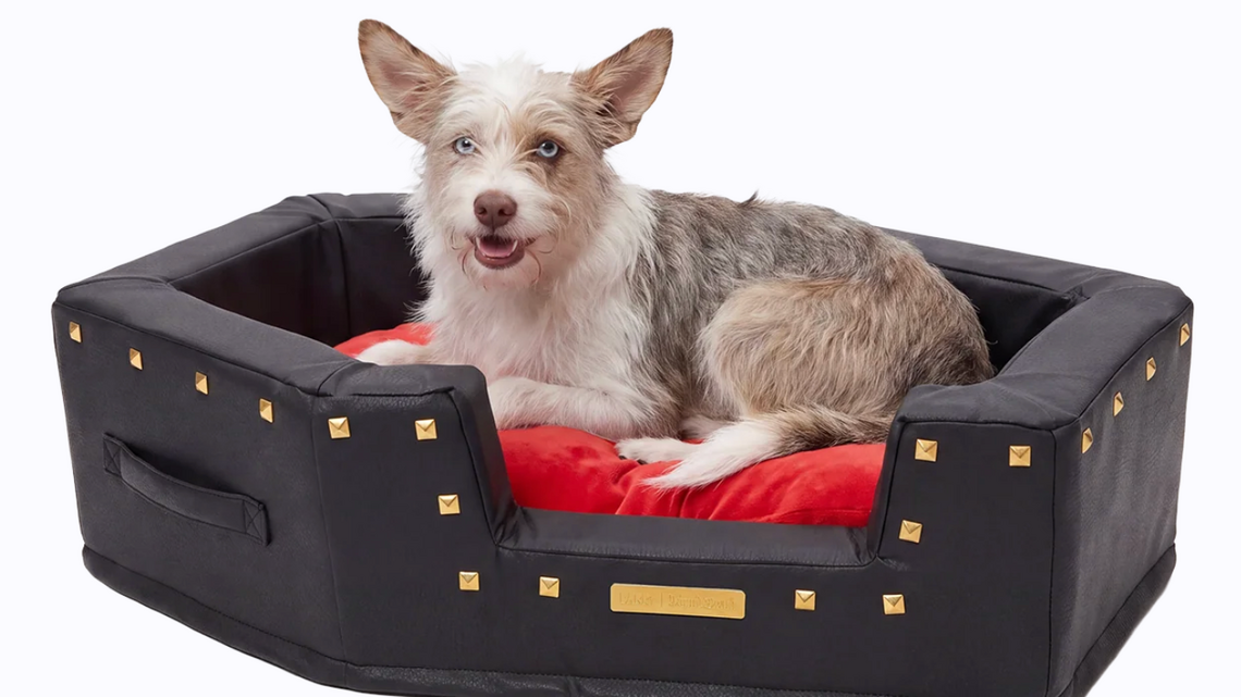 Bark and Liquid Death Launch Spooky Limited-Edition Collection Every Dog Parent Needs 