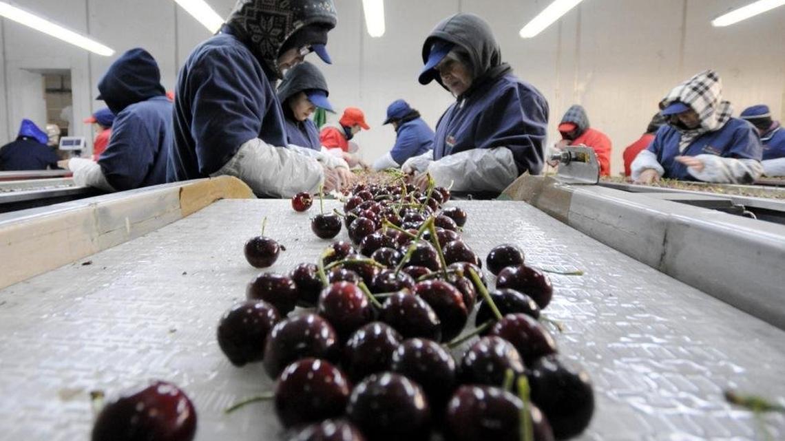 Chile's cherry industry faces challenging outlook 