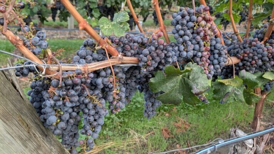 How to Make the Most of Canada's Osoyoos Wine Region in Just 3 Days 