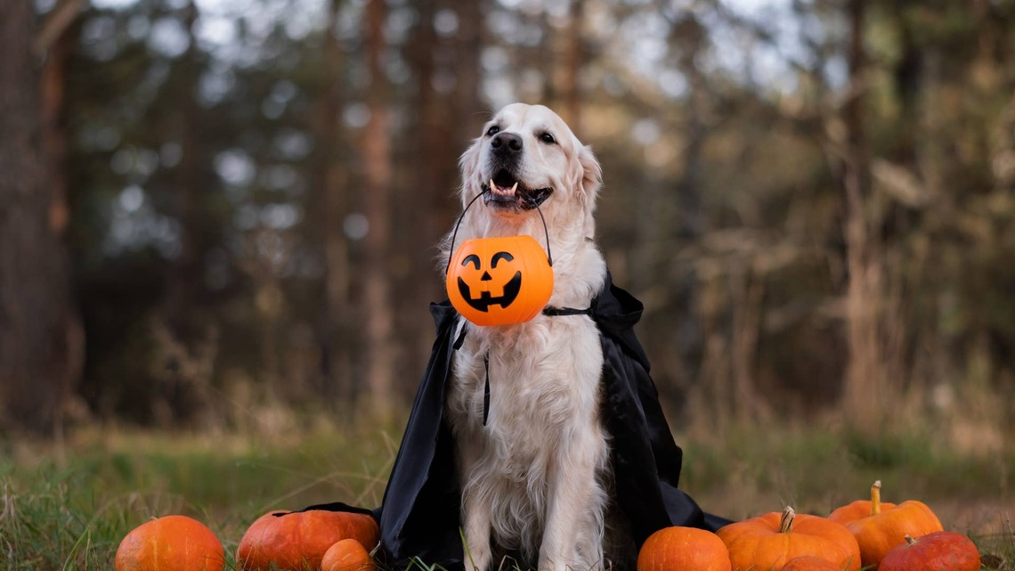 Golden Retriever Tried on His Halloween Fit, and He Totally Slayed It 